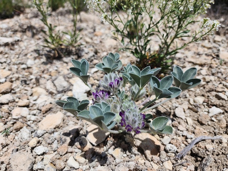 Verde Formation Breadroot photo 8