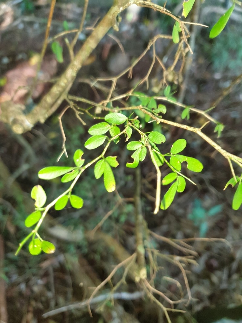 Pedleya acanthoclada photo 6