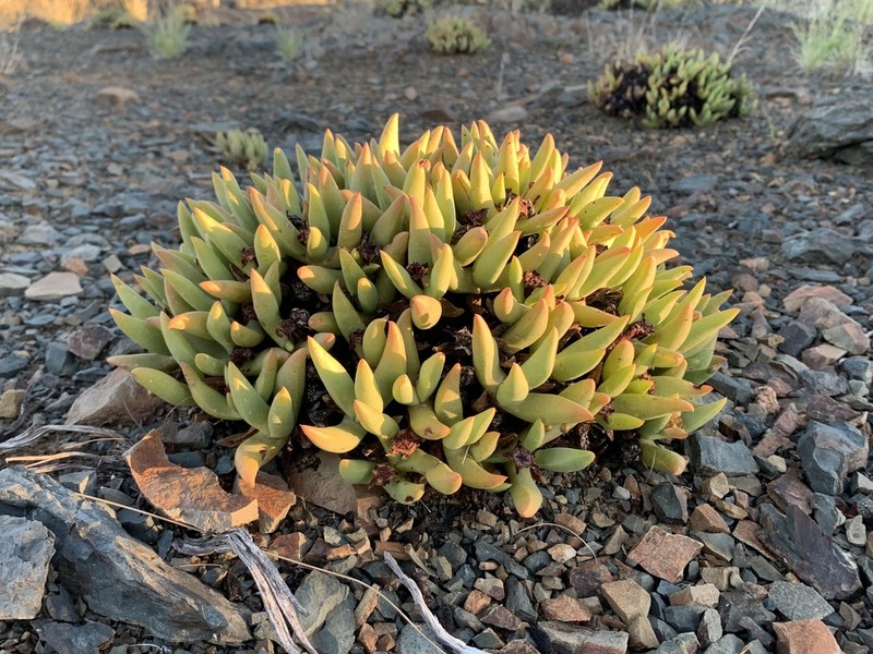 Peersia frithii