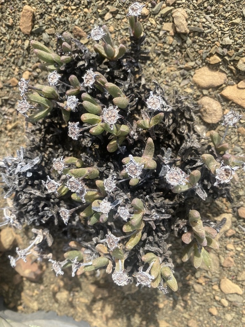 Peersia frithii photo 2