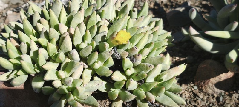 Peersia frithii photo 3
