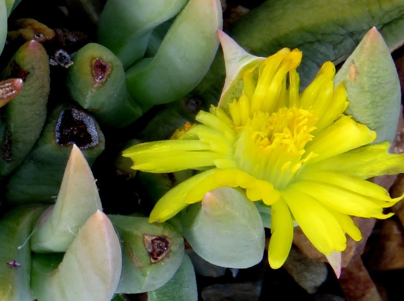 Peersia frithii photo 4