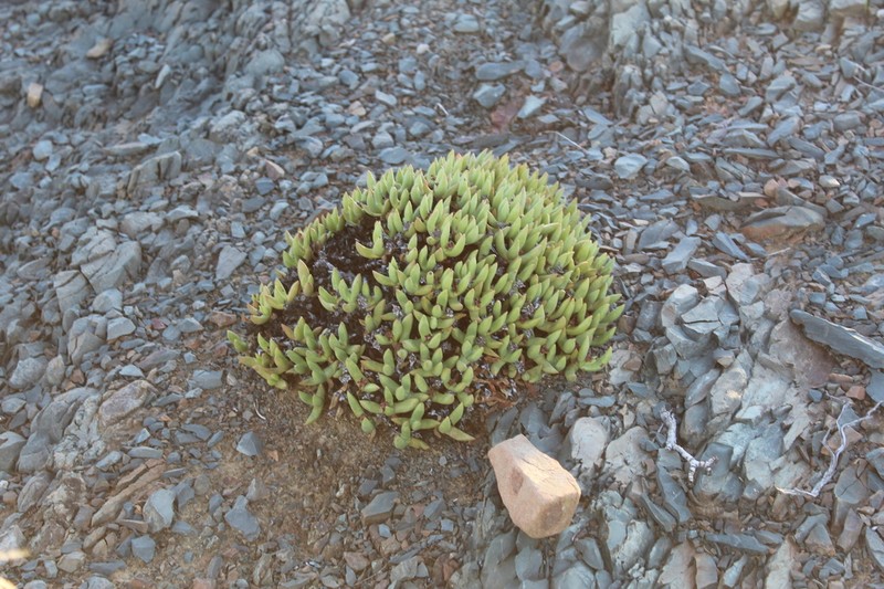 Peersia frithii photo 5
