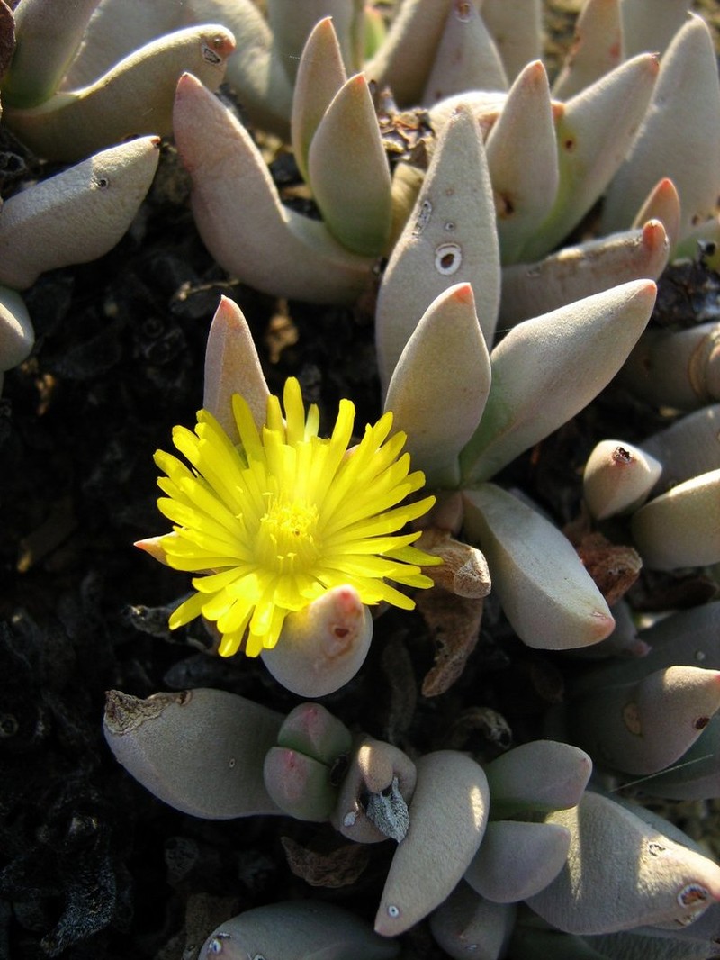 Peersia frithii photo 6