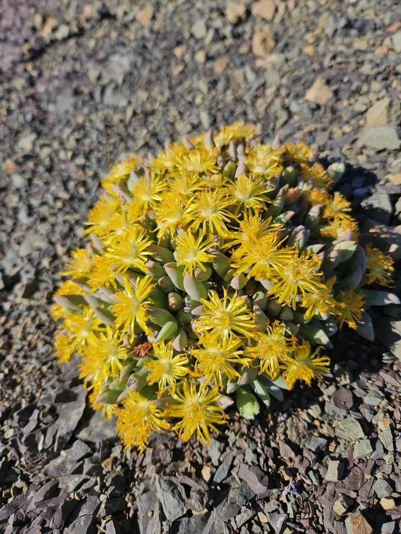Peersia frithii photo 7
