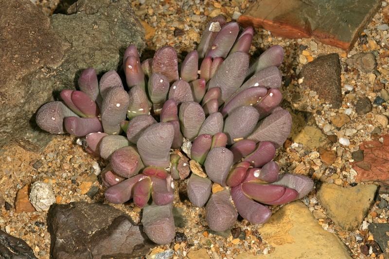 Peersia macradenia