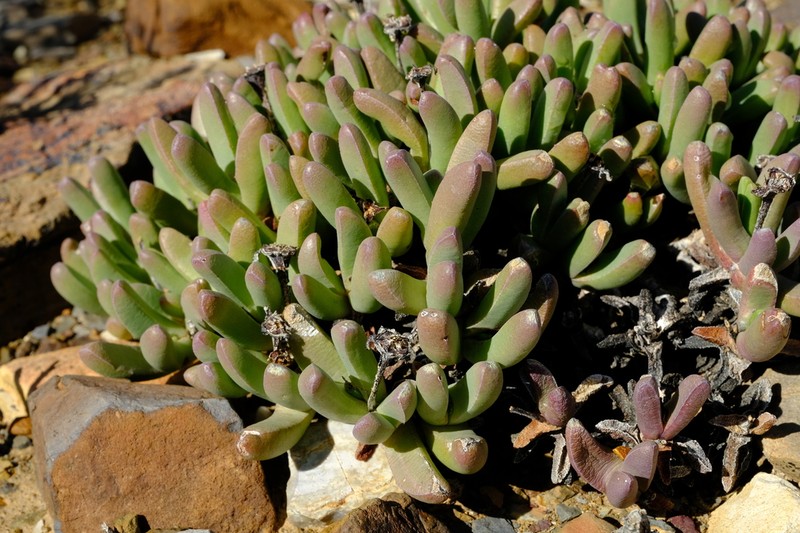 Peersia macradenia photo 2
