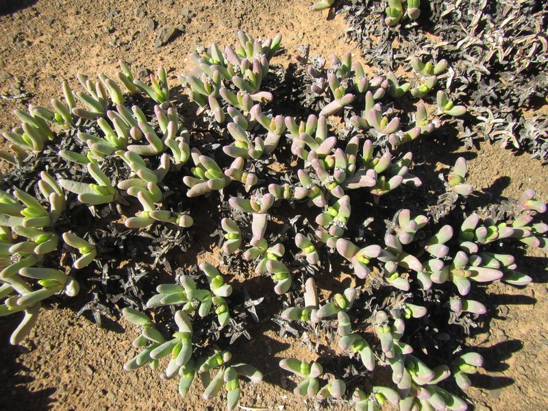 Peersia macradenia photo 3