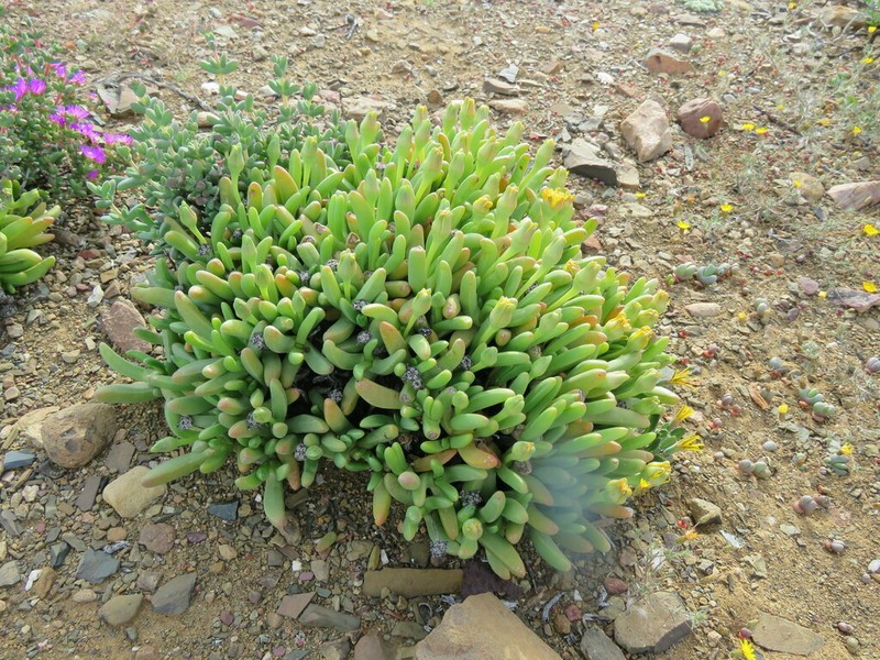 Peersia macradenia photo 4