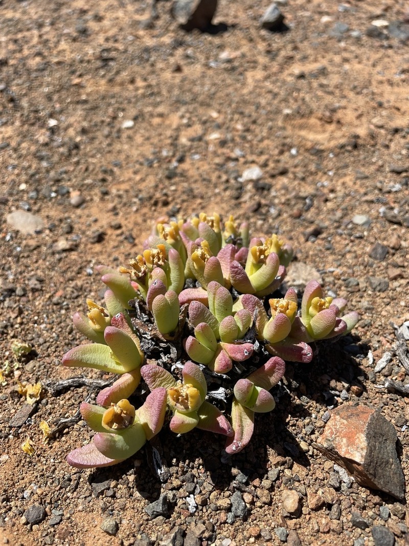 Peersia macradenia photo 5