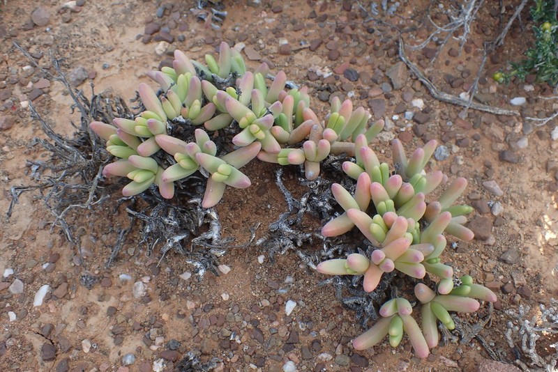 Peersia macradenia photo 6