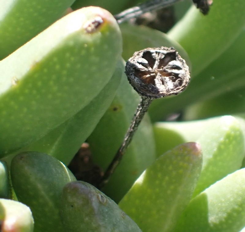Peersia macradenia photo 7