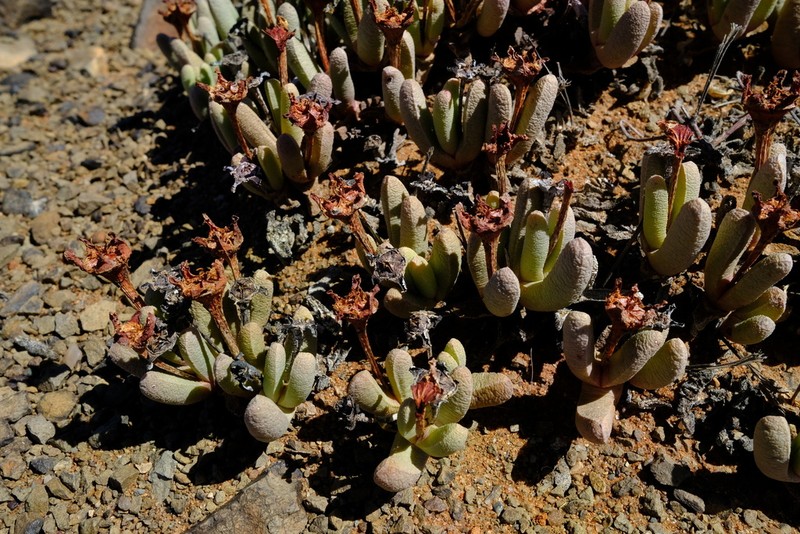 Peersia vanheerdei