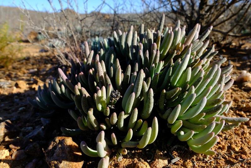 Peersia vanheerdei photo 2