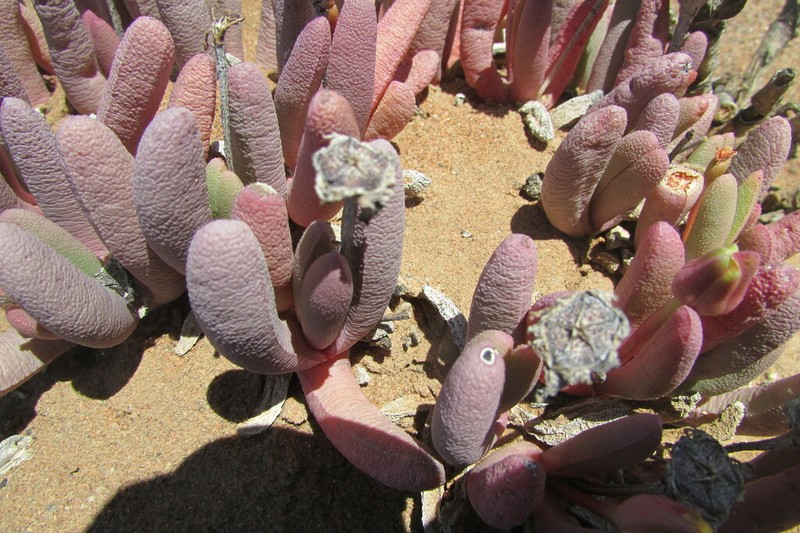 Peersia vanheerdei photo 3