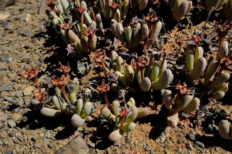 Peersia vanheerdei photo 4