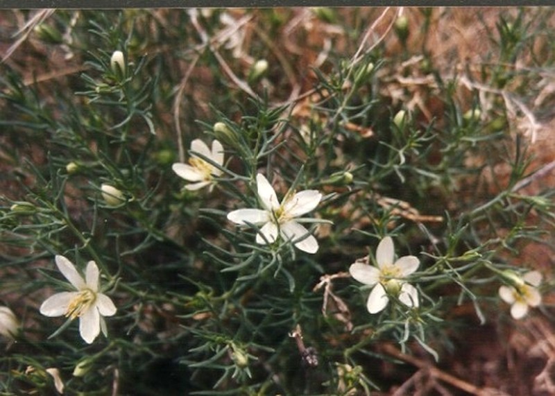 Harmal Peganum photo 3