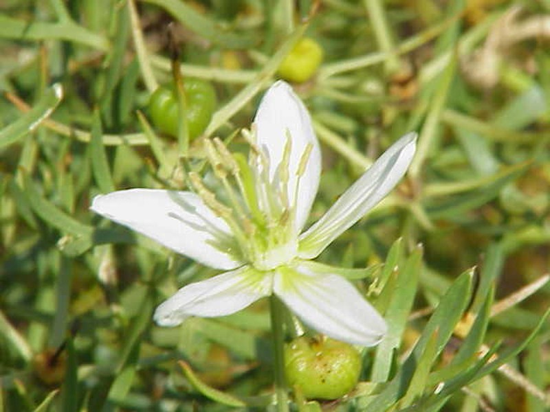 Harmal Peganum
