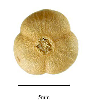 Harmal Peganum photo 5