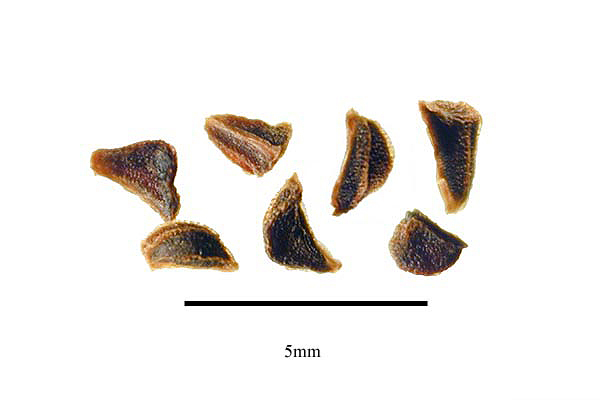 Harmal Peganum photo 6