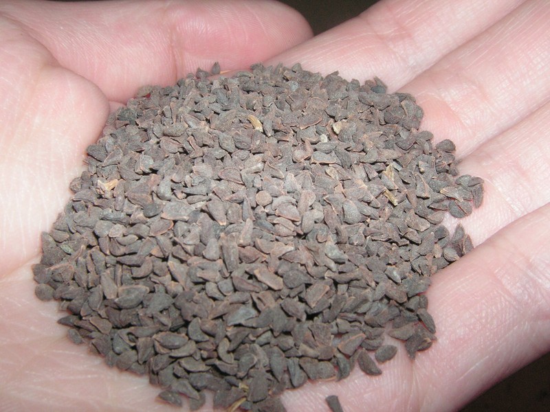 Harmal Peganum photo 8