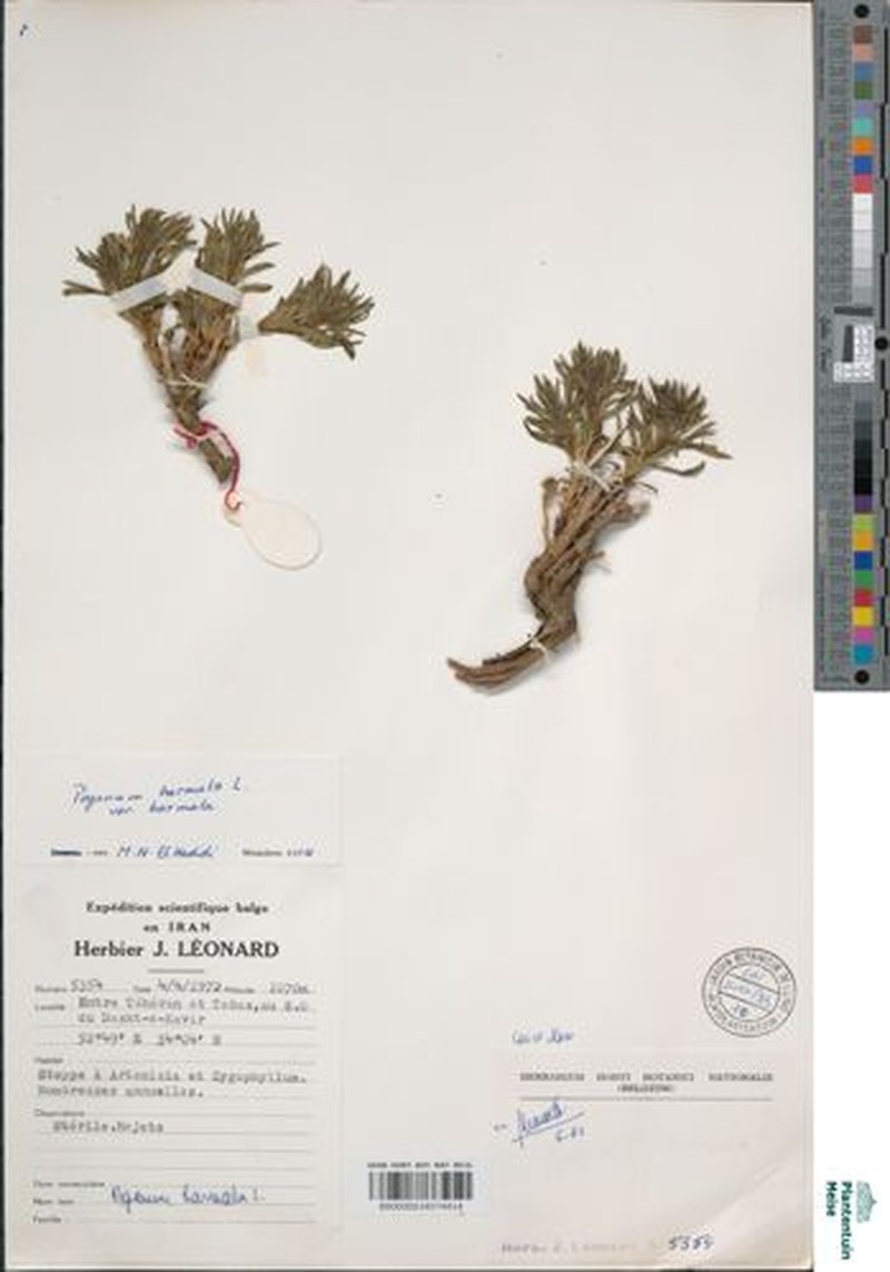 Peganum harmala var. harmala