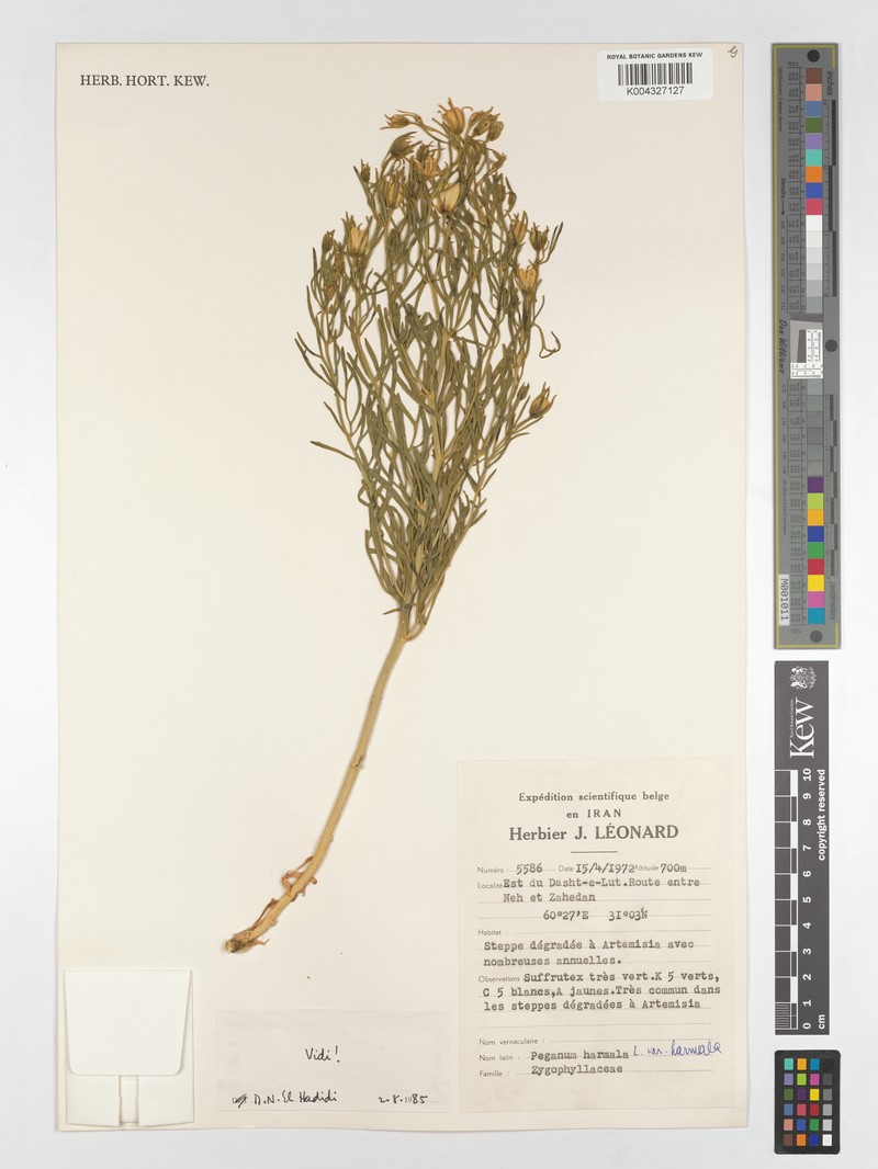 Peganum harmala var. harmala photo 3
