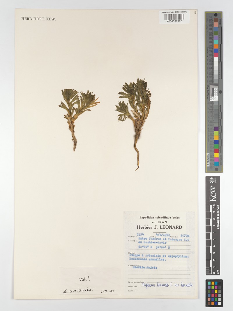 Peganum harmala var. harmala photo 4