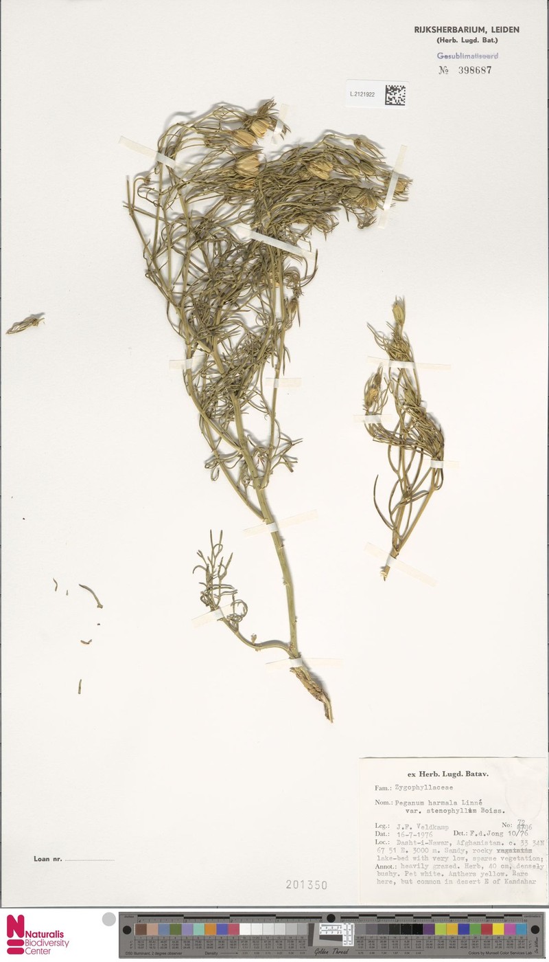 Peganum harmala var. stenophyllum