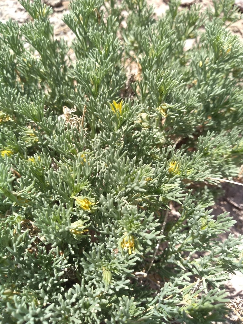 Garbancillo photo 5
