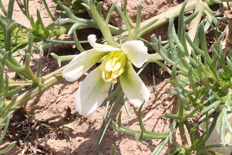 Peganum multisectum