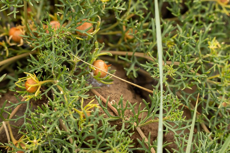 Peganum multisectum photo 2