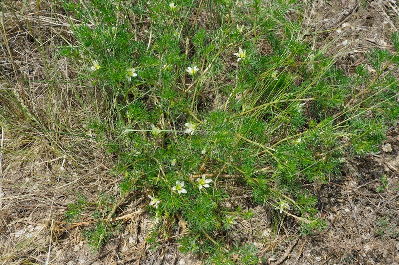 Peganum multisectum photo 3