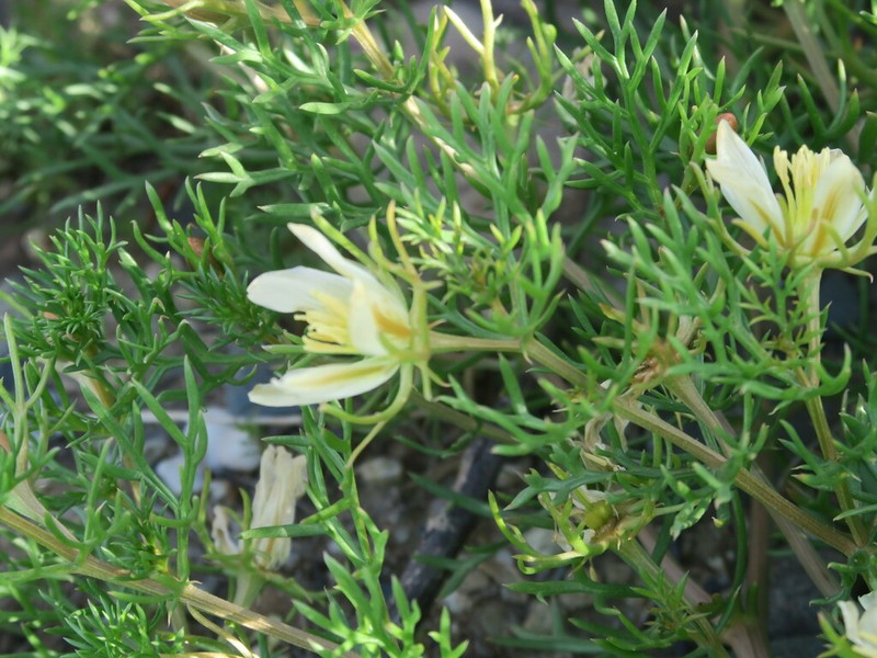 Peganum multisectum photo 4