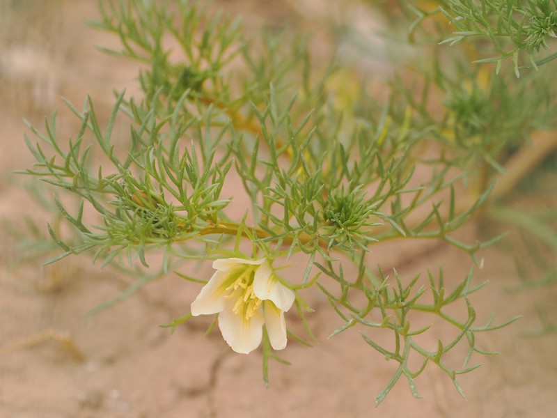 Peganum multisectum photo 5