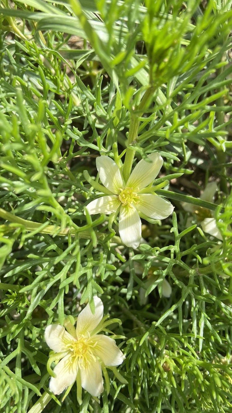 Peganum multisectum photo 6