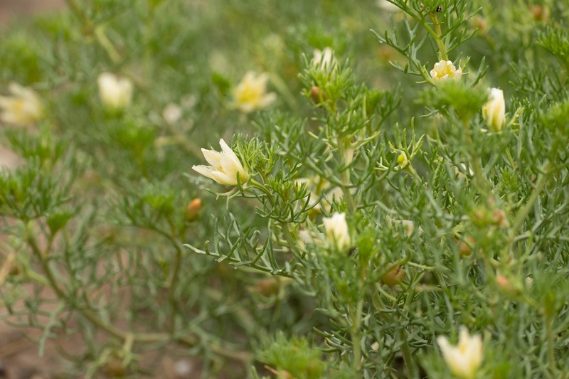 Peganum multisectum photo 7