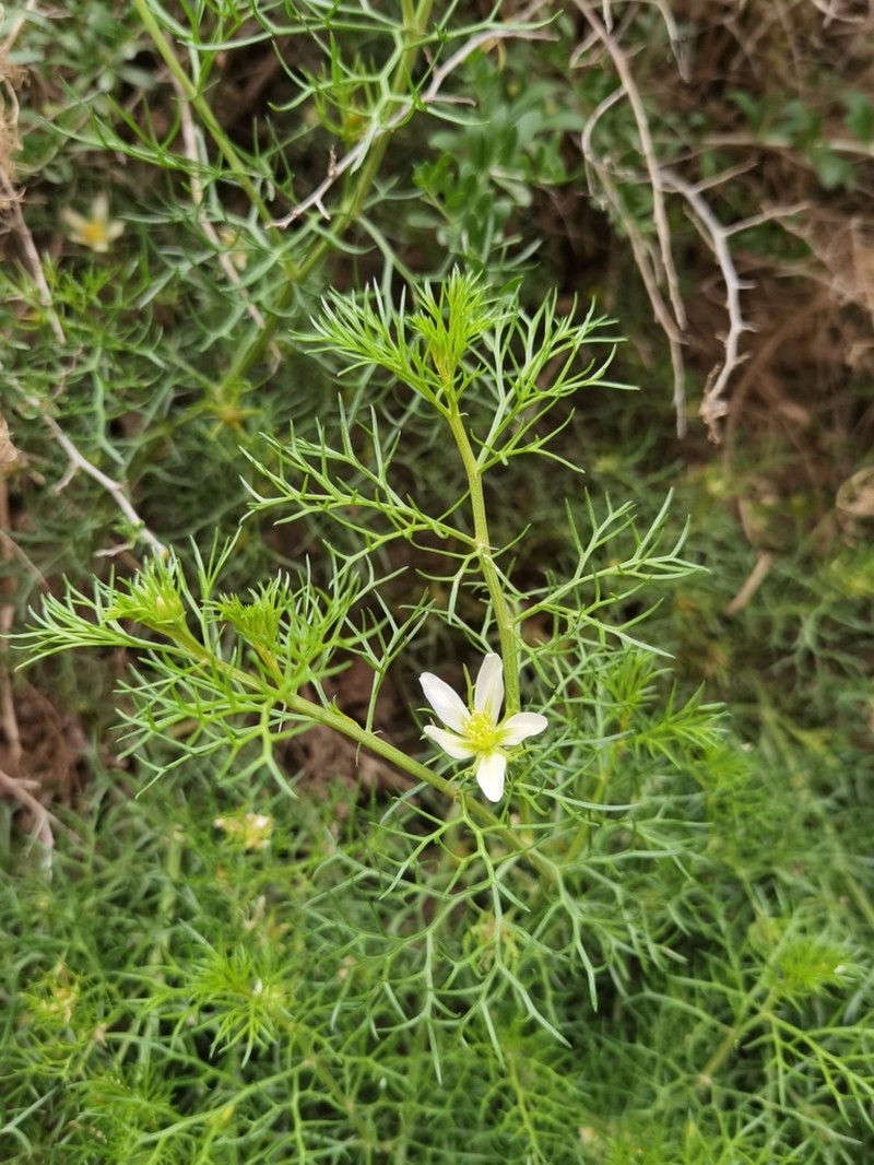 Peganum multisectum photo 8