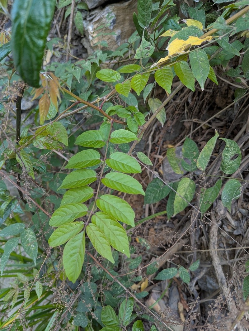 Pegia nitida