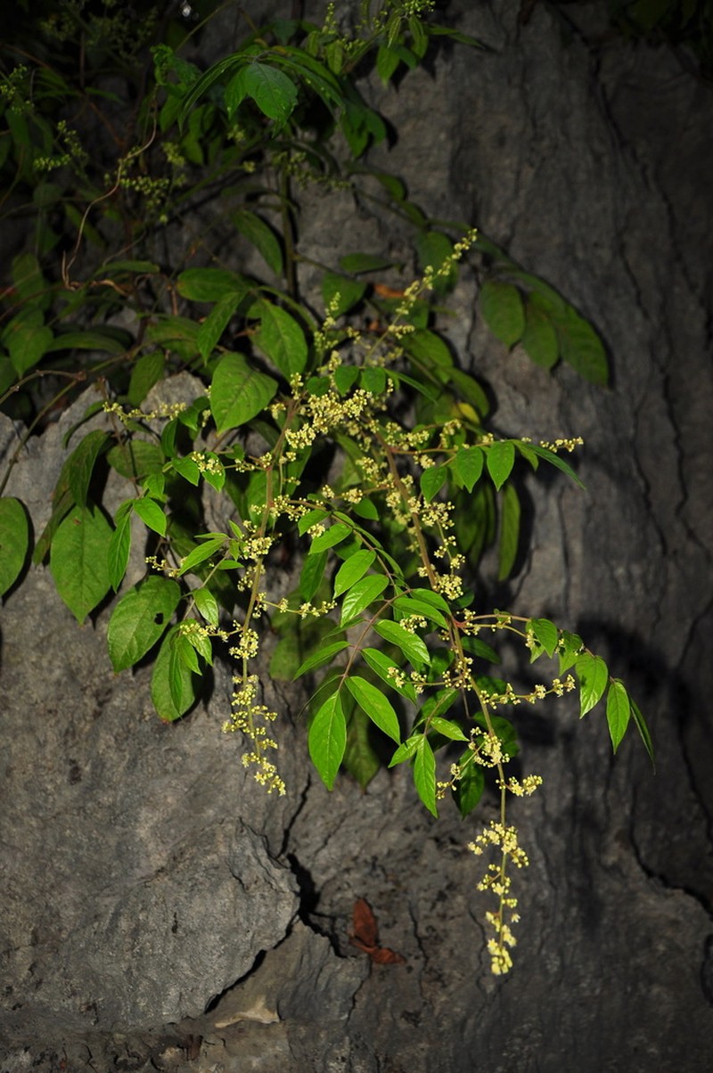 Pegia nitida photo 2