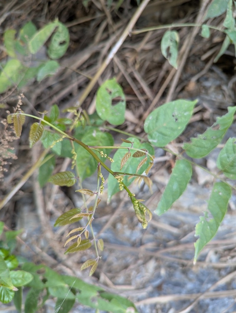 Pegia nitida photo 3