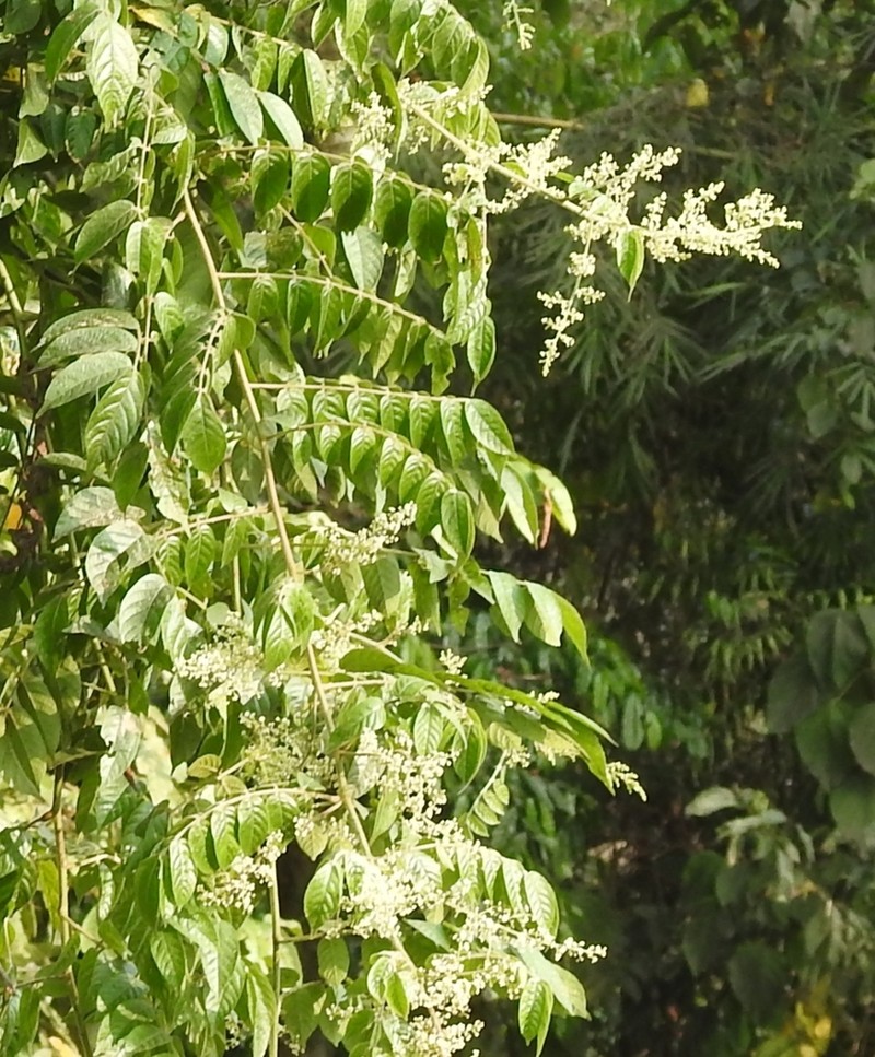 Pegia nitida photo 4
