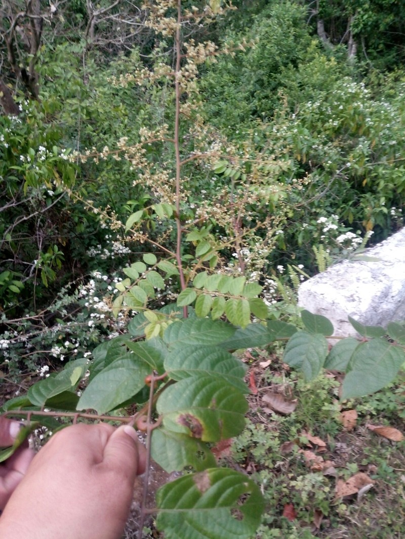 Pegia nitida photo 5