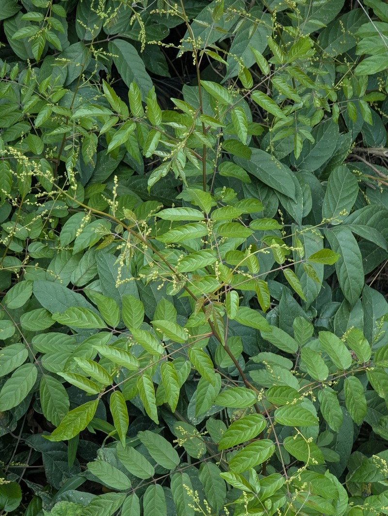 Pegia nitida photo 6