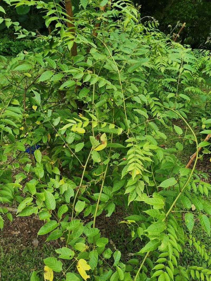Pegia nitida photo 8