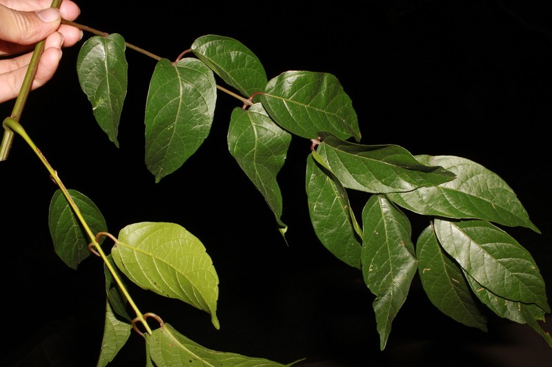 Pegia sarmentosa