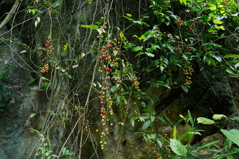 Pegia sarmentosa photo 2