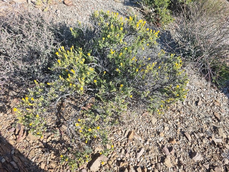 Pegolettia baccharidifolia