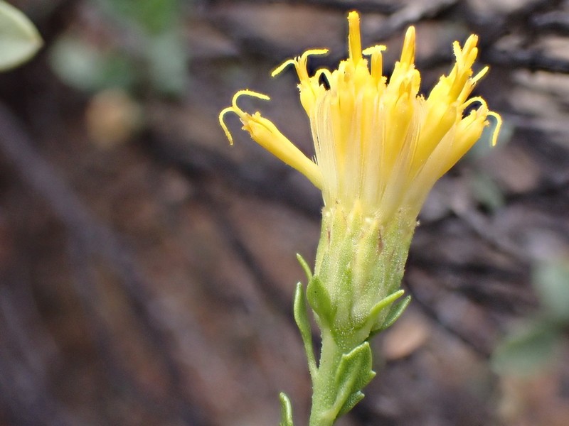 Pegolettia baccharidifolia photo 2