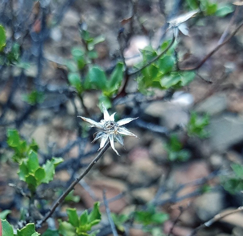 Pegolettia baccharidifolia photo 3